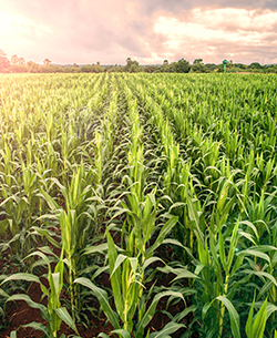 rows of corn in field